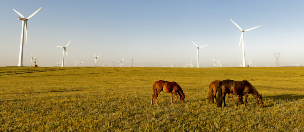 From Horses to Wind Energy: Shelly Mueller’s Renewable Energy Journey 