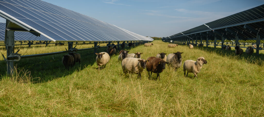 Agrivoltaics: Growing Food and Energy on the Same Land